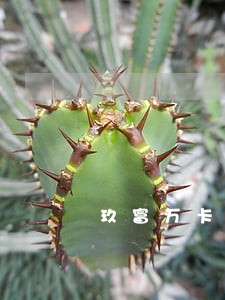 玖富万卡逾期不能主动还款 玖富万卡逾期不能主动还款