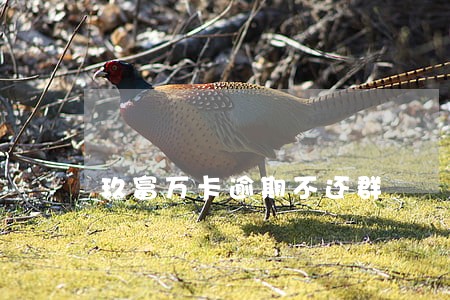 玖富万卡逾期不还群 玖富万卡逾期不还群