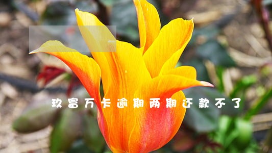 玖富万卡逾期两期还款不了 玖富万卡逾期两期还款不了