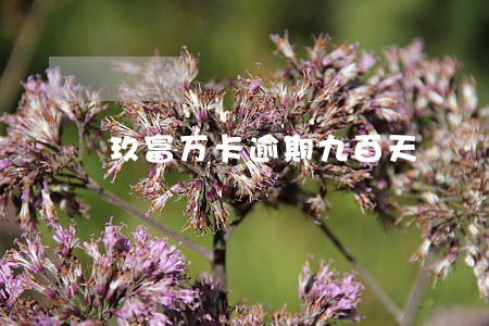 玖富万卡逾期九百天 玖富万卡逾期九百天