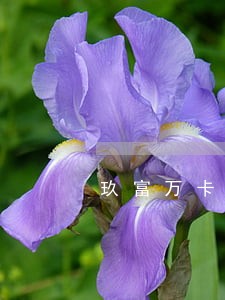 玖富万卡逾期了有什么后果 玖富万卡逾期了有什么后果