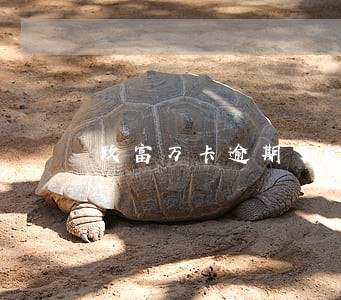 玖富万卡逾期了能取现吗 玖富万卡逾期了能取现吗
