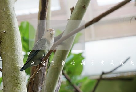 玖富万卡逾期了要风控是什么意思 玖富万卡逾期了要风控是什么意思