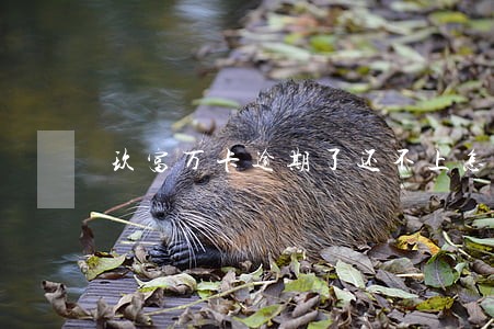 玖富万卡逾期了还不上怎么办 玖富万卡逾期了还不上怎么办
