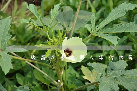 玖富万卡逾期人保代偿买什么保险 玖富万卡逾期人保代偿买什么保险