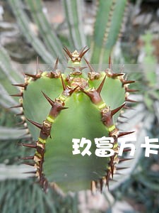 玖富万卡逾期会上报征信吗 玖富万卡逾期会上报征信吗