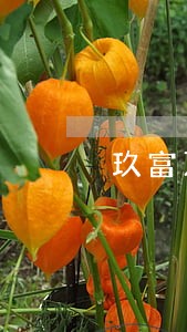 玖富万卡逾期会上百行征信嘛 玖富万卡逾期会上百行征信嘛