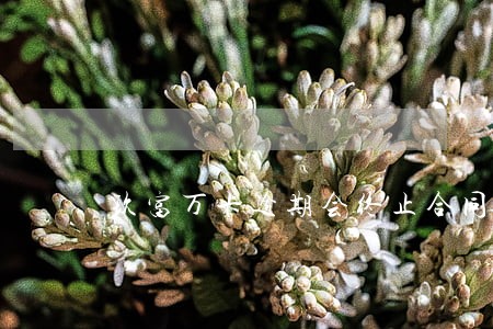 玖富万卡逾期会终止合同吗 玖富万卡逾期会终止合同吗