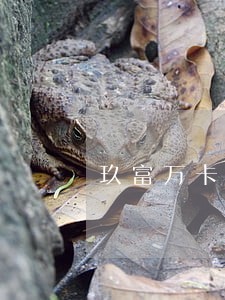 玖富万卡逾期保险赔付需要还么 玖富万卡逾期保险赔付需要还么