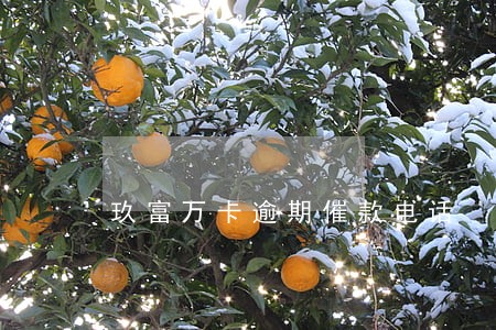 玖富万卡逾期催款电话 玖富万卡逾期催款电话