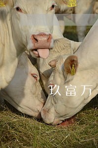 玖富万卡逾期几天会上征信吗 玖富万卡逾期几天会上征信吗