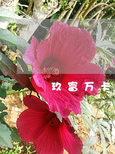 玖富万卡逾期几天会上报征信啊 玖富万卡逾期几天会上报征信啊