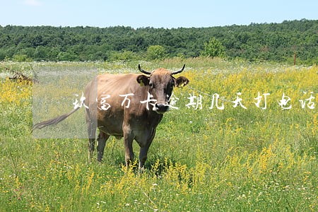 玖富万卡逾期几天打电话