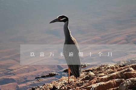 玖富万卡逾期十个月