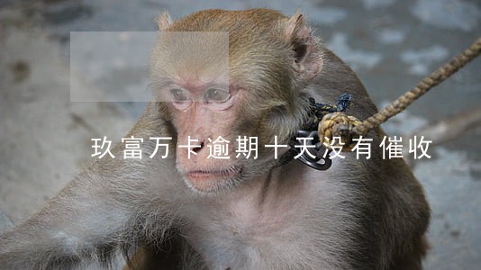 玖富万卡逾期十天没有催收 玖富万卡逾期十天没有催收