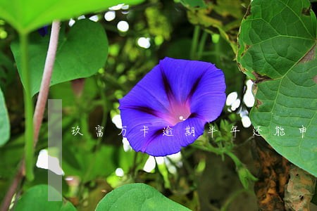 玖富万卡逾期半年还能申请吗 玖富万卡逾期半年还能申请吗
