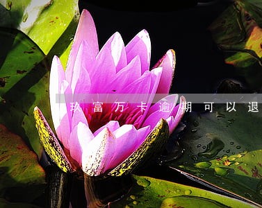 玖富万卡逾期可以退息 玖富万卡逾期可以退息