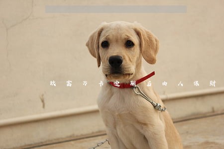玖富万卡逾期后由人保财险来催款 玖富万卡逾期后由人保财险来催款