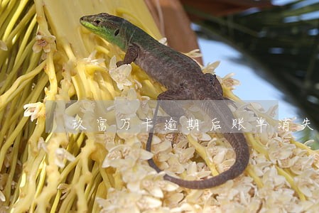 玖富万卡逾期后账单消失了 玖富万卡逾期后账单消失了