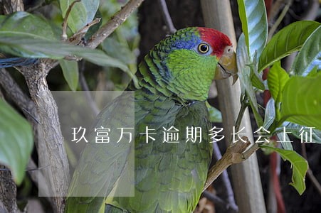 玖富万卡逾期多长会上征信 玖富万卡逾期多长会上征信