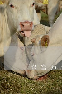 玖富万卡逾期天天打电话