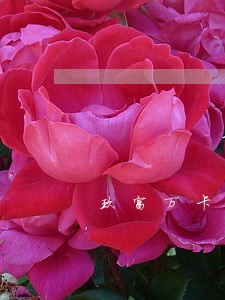 玖富万卡逾期寄律师函 玖富万卡逾期寄律师函