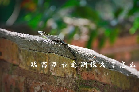 玖富万卡逾期很久了怎么办 玖富万卡逾期很久了怎么办