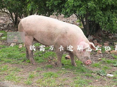 玖富万卡逾期怎么协商只还本金 玖富万卡逾期怎么协商只还本金