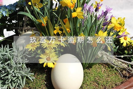 玖富万卡逾期怎么还 玖富万卡逾期怎么还