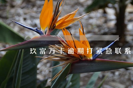 玖富万卡逾期打紧急联系人电话 玖富万卡逾期打紧急联系人电话