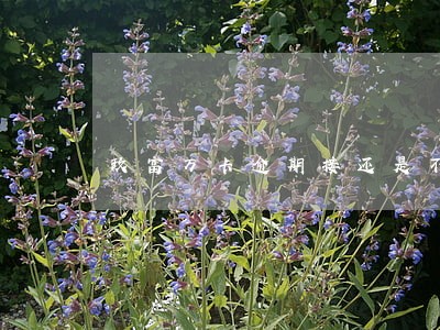 玖富万卡逾期接还是不接电话 玖富万卡逾期接还是不接电话