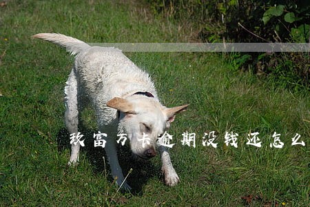 玖富万卡逾期没钱还怎么办 玖富万卡逾期没钱还怎么办