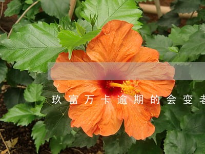玖富万卡逾期的会变老赖吗 玖富万卡逾期的会变老赖吗