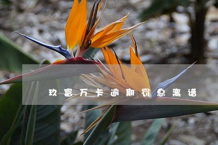 玖富万卡逾期罚息离谱