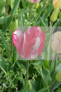 玖富万卡逾期被保险偿还
