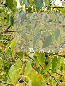 玖富万卡逾期要先还一点 玖富万卡逾期要先还一点