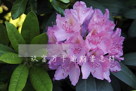 玖富万卡逾期要怎样 玖富万卡逾期要怎样