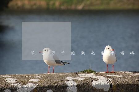 玖富万卡逾期说要申请排期开庭