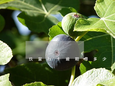玖富万卡逾期费多少 玖富万卡逾期费多少