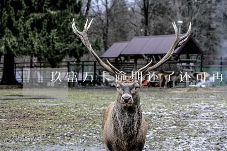 玖富万卡逾期还了还可再借吗 玖富万卡逾期还了还可再借吗
