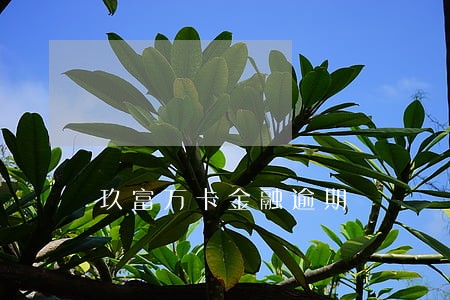 玖富万卡金融逾期 玖富万卡金融逾期