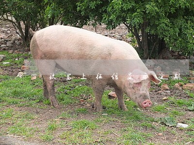 玖富上征信显示逾期