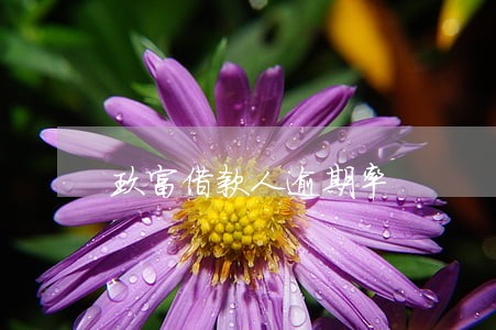 玖富借款人逾期率 玖富借款人逾期率