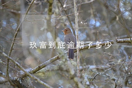 玖富到底逾期了多少 玖富到底逾期了多少
