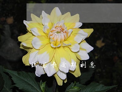 玖富卡逾期利息 玖富卡逾期利息