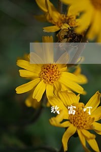 玖富叮当借款能只偿还本金吗