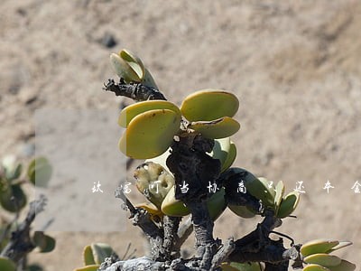 玖富叮当协商只还本金 玖富叮当协商只还本金
