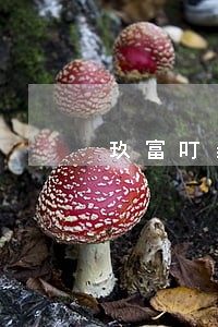 玖富叮当贷逾期多少钱 玖富叮当贷逾期多少钱