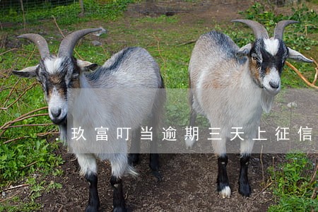 玖富叮当逾期三天上征信么 玖富叮当逾期三天上征信么