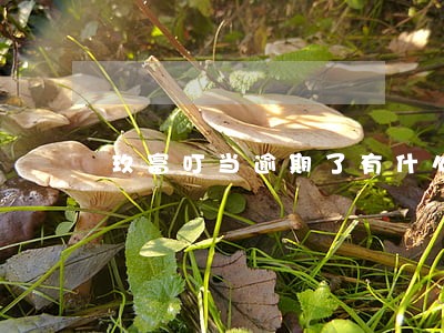 玖富叮当逾期了有什么后果 玖富叮当逾期了有什么后果